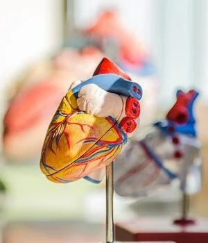 model of heart